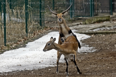 Gdansk. Oliwskie zoo. Nz Kob Liczi.
14.04.2013
fot....