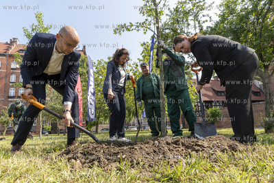 Na skwerze Daszyńskiego w Gdańsku posadzono dwa ambrowce...