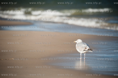 Plaza na granicy Gdanska i Sopotu w zimowe sloneczne...
