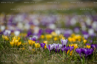 Gdynia. Chylonia. Kolorowe krokusy, ktore zakwitly...