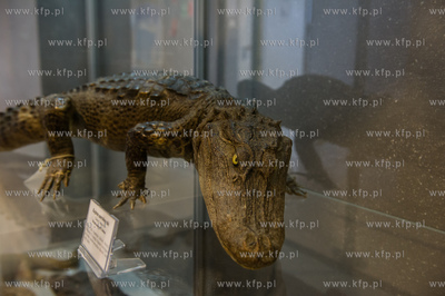 Uniwersytet Gdanski. Wydzial Biologii. Ekspozycja gadow,...