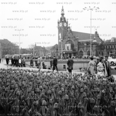 Plac Gorkiego i tulipany w Gdansku. Widac wejscie do...