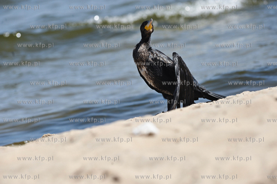  Piekny czarny kormoran. 09.07.2010 Fot. Michal Rumas/KFP