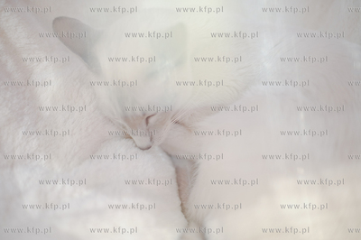 Swiatowy Dzien Kota w Galerii Baltyckiej. Obchodom...