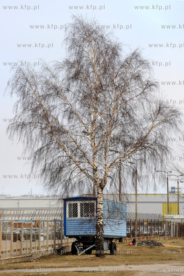 Gdynia. Wspolczesny woz Drzymaly zaparkowany pod brzoza,...