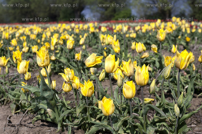 Zulawski Tulipan 2015. Tulipany rosnace na polach w...