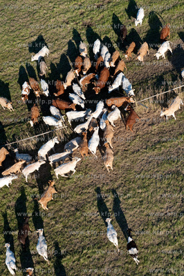 Wypas krow na polskich lakach. NZ laki i stado w okolicy...