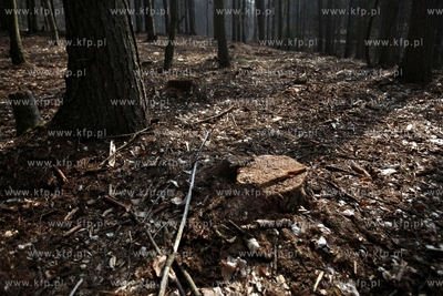 Gigantyczny wyrąb drzew w Trójmiejskim Parku Krajoobrazowym.
25.03.2015
fot....