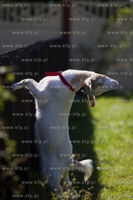 Jan Kruk ze Świńcza pod Pruszczem Gdańskim znalazł...