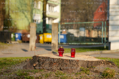 Znicze na ściętym drzewie przy ul. Kartuskiej w Gdańsku....