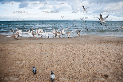 Plaza na granicy Gdanska i Sopotu w zimowe sloneczne...