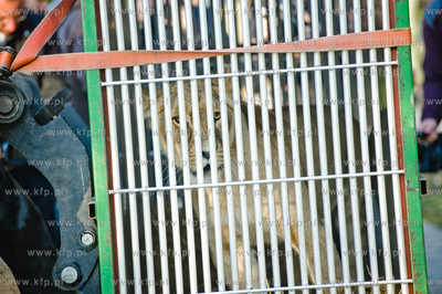 Gdansk. Oliwskie Zoo. Przyjazd czterech lwow, trzech...