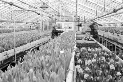 Szklarnie Kombinatu Ogrodniczego w Malinowie. 14.02.19772luty77_z.kosycarz_p19Fot....