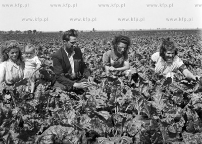 Na żuławski polu. (lata60)
1961
0005314z
Fot. Zbigniew...