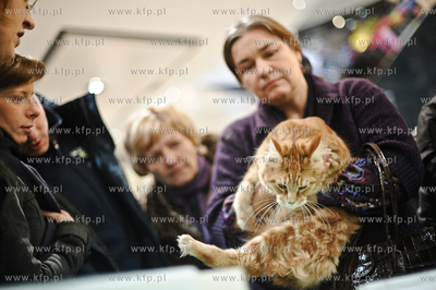 Swiatowy Dzien Kota w Galerii Baltyckiej. Obchodom...