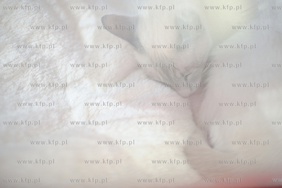 Swiatowy Dzien Kota w Galerii Baltyckiej. Obchodom...