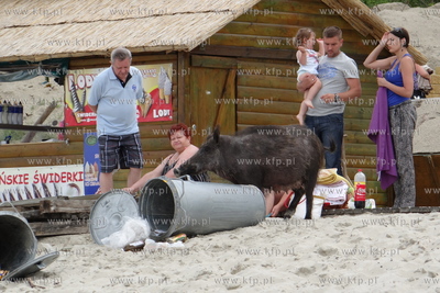 Krynica Morska. Dzik odwiedzil plaze, aby pozywic sie...