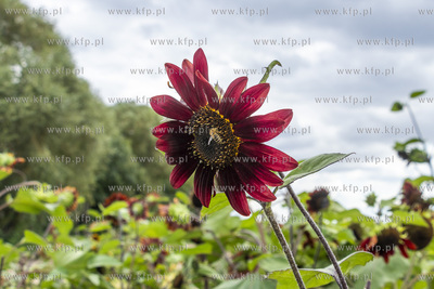 "Przystań Słoneczniki", plantacja słoneczników...