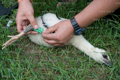 Jak co roku pracownicy Grupy ENERGA wraz z ornitologami...