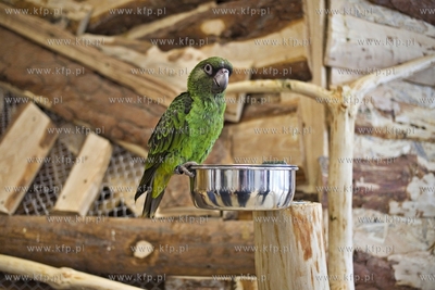 Nowa Papugarnia w Gdańsku Suchaninie.
29.12.2016
fot....