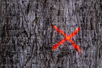 Gdańsk. Drzewo do wycięcia. 09.01.2024 / fot. Anna...