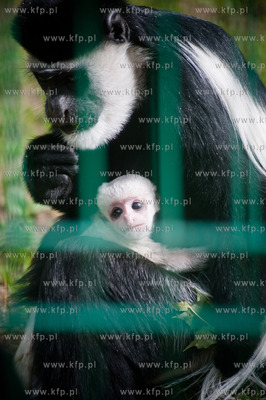 Gdansk. Oliwskie zoo.
Nz Gereza Abisynska
14.05.2013
fot....