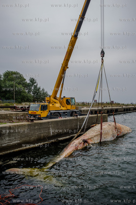 Port Wojenny na Helu. Akcja podnoszenia i transportu,...