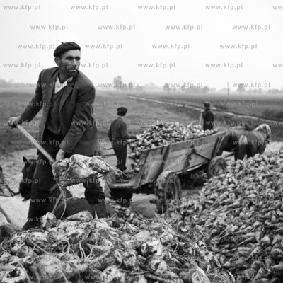Zbiór buraków cukrowych na Żuławach.
09.1971
wrzesien1971_z.kosycarz_p45
Fot....