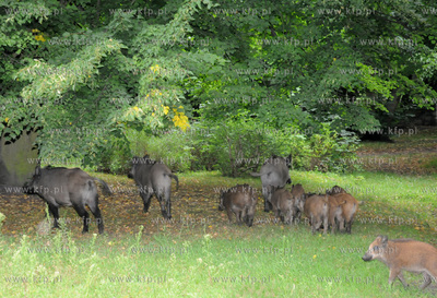 Dziki pojawily sie przy karczmie Harnas w okolicach...