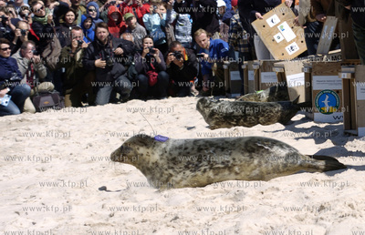 Siedem fok szarych zostalo wypuszczonych do Baltyku...