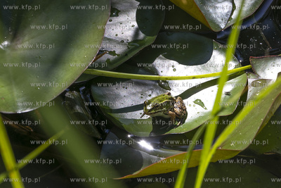Żaby w przydomowym stawiku. 09.06.2019 fot. Daniel...