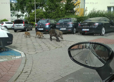 Niecodzienny widok w Gdyni. Dziki spacerujace w centrum...