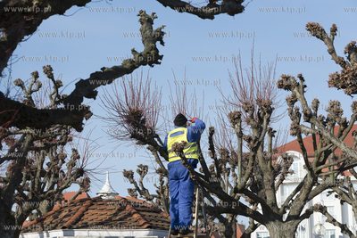 Sopot. Przycinanie drzew na Placu Zdrojowym.18.02.2019...