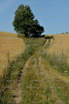 Zukowo na Kaszubach. Pola ze zbozem i polna droga za...