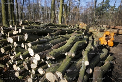 Wycinka drzew na terenie bylego Wojskowego Osrodka...