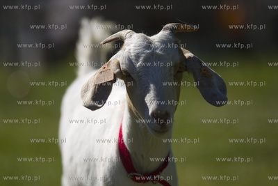 Jan Kruk ze Świńcza pod Pruszczem Gdańskim znalazł...