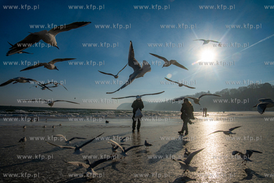 Zimowa Gdynia. Dokarmianie ptaków na plaży miejskiej....