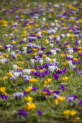 Gdynia. Chylonia. Kolorowe krokusy, ktore zakwitly...