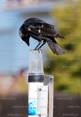 Kawka bawiaca sie plastikowym kubkiem pozostawionym...