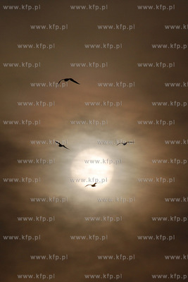 Ptaki na tle slonca 09.12.2007 Fot. Andrzej J. Gojke...