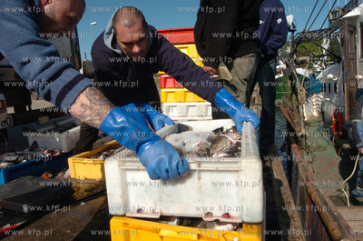 Ustka port, rozladunek zlowinych ryb z kutra Ust-122....