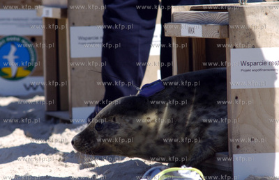 Siedem fok szarych zostalo wypuszczonych do Baltyku...