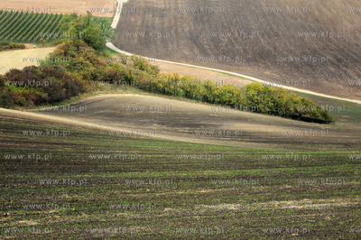 Morawy. Czechy. Okolice miejscowosci Kijev. Nz. pola...