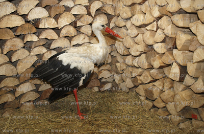 Bocian z uszkodzonym stawem lokciowym, ktory dochodzi...