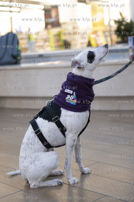 29. finał „Wielkiej Orkiestry Świątecznej Pomocy"...