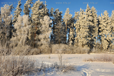 Zima w Sulminie na Kaszubach.
14.01.2010
fot. Maciej...