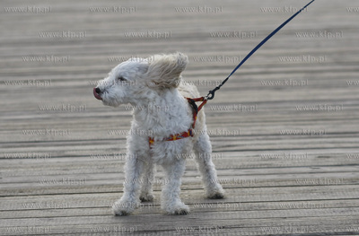 Gdansk Brzezno. Molo.
13.10.2009
fot. Krzysztof Mystkowski...