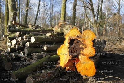 Wycinka drzew na terenie bylego Wojskowego Osrodka...