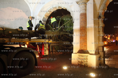 Gdanska Bozonarodzeniowa choinka wjezdza na Dlugi Targ.
28.11.2014
fot....