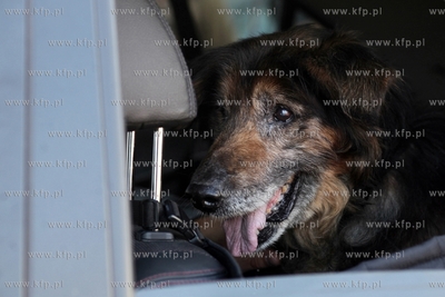 Schronisko dla Bezdomnych Zwierząt "Promyk" w Gdańsku...